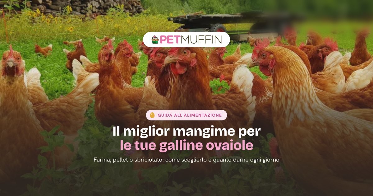 Miglior mangime per galline ovaiole: come sceglierlo e come alimentarle