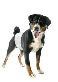 Camon Pannolini a Fascia per Cani Maschi Misura 3 - Immagine 1