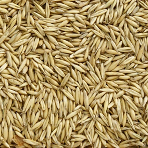 Avena Bianca uso zootecnico