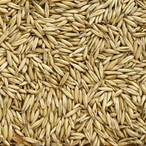 Avena Rossa per Animali - Foto 3