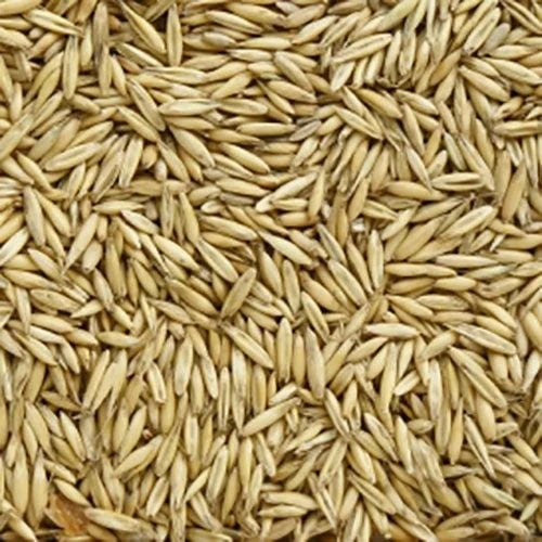 Avena rossa per animali in chicchi sfusi