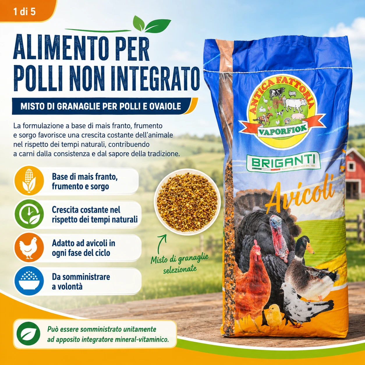 Caratteristiche becchime chicco gold