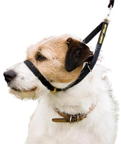 Collare anti tiro cane Canny Collar nero indossato da un cane
