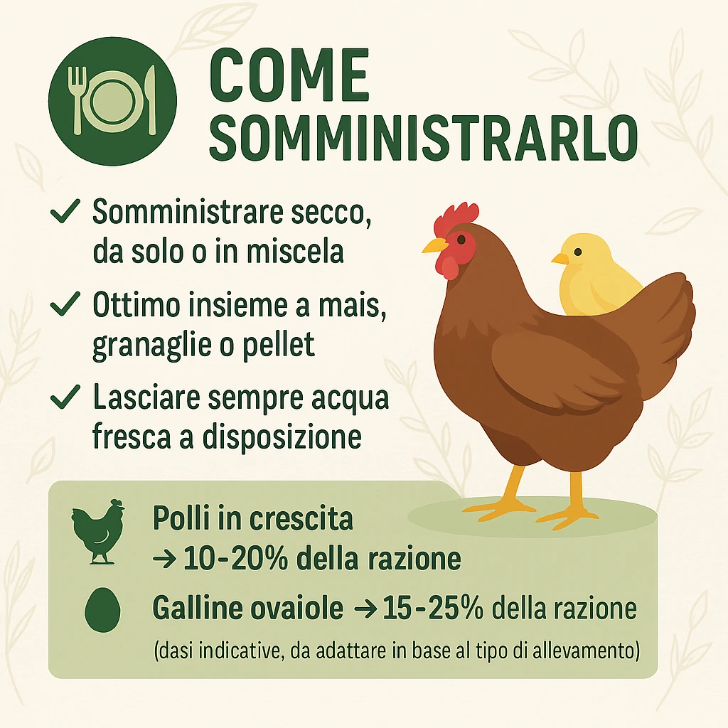 Orzo intero in acini per Polli e Galline - Foto 4