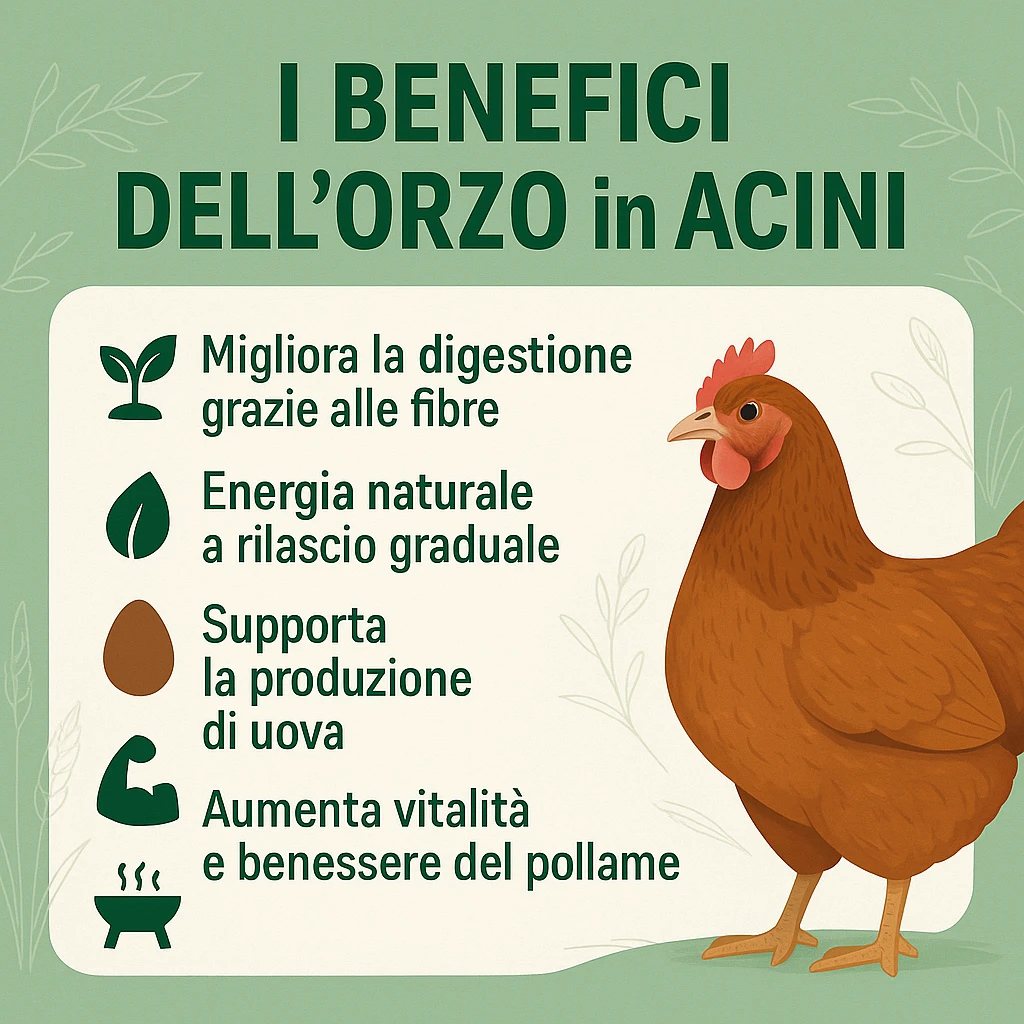 Orzo intero in acini per Polli e Galline - Foto 5
