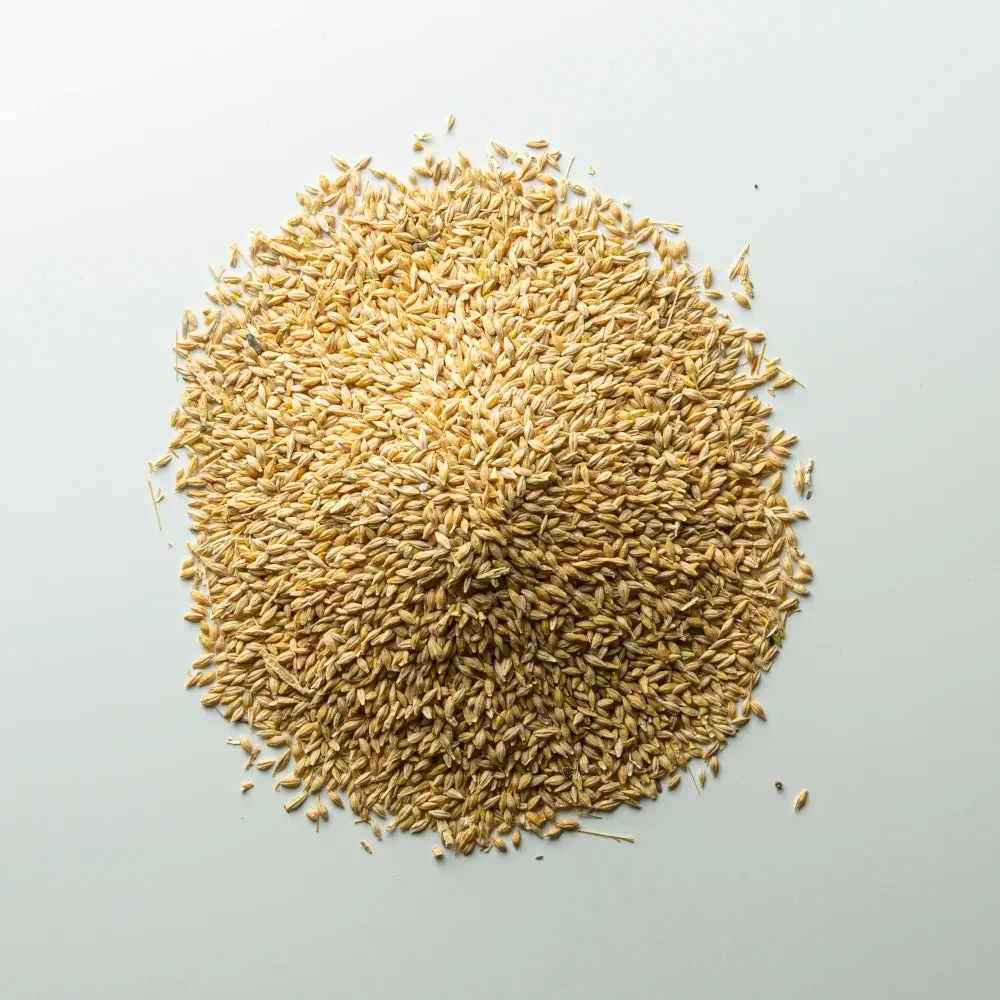 Orzo intero in acini per Polli e Galline - Foto 2