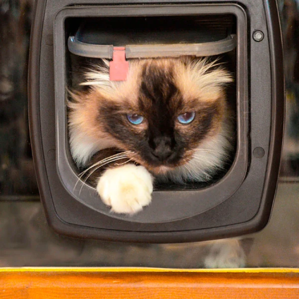 Portina Swing Microchip apertura elettronica - Marrone - per gatti e piccoli cani - Ferplast - Foto 4