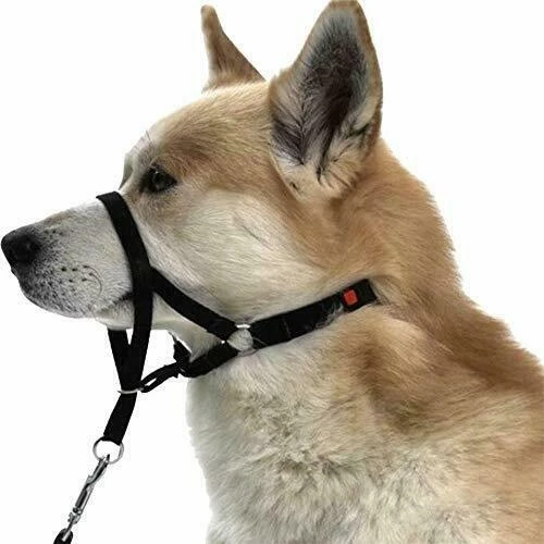 TX Top Trainer Corto TG XL - TRIXIE