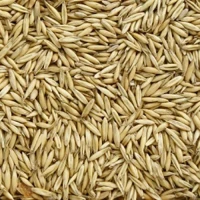 Avena rossa per animali in chicchi