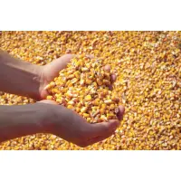 Mais Granoturco NO OGM