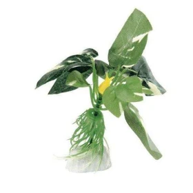 Anubias 10 Cm - Blu 9089 - Pianta In Seta