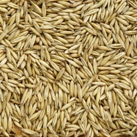 Avena Bianca uso zootecnico