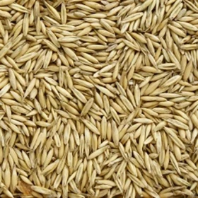 Avena Rossa per Animali