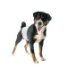 Camon Pannolini a Fascia per Cani Maschi Misura 3 - Thumbnail 1