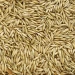 Avena Bianca uso zootecnico