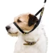 Collare anti tiro cane Canny Collar nero indossato da un cane