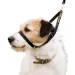 Collare anti tiro cane Canny Collar nero indossato da un cane
