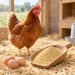 Millstore Farinovo Free - galline ovaiole e mangime