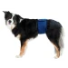 Fascia Igienica per Cani Maschi TG Scuro - Trixie - Thumbnail 1