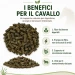 I benefici per il cavallo della polpa di barbabietola