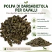 polpa di barbabietola per cavalli