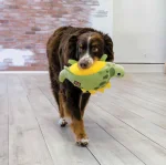 Giochi per cani e gadget