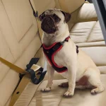Ferplast accessorio auto Dog Travel Belt per cani - foto 2