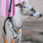 Ferplast pettorina Nikita Fashion in nylon per cani e gatti - foto 4