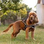 Ferplast Ergocomfort Nordic pettorina in nylon per cani - foto 4