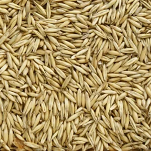 Avena Bianca uso zootecnico