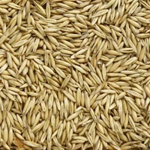 Avena rossa per animali in chicchi