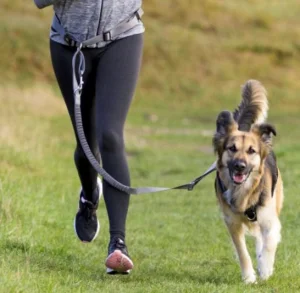 Trixie Cintura vita con guinzaglio 75–120 cm Nero (cani medi/grandi)