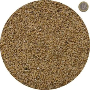 Grano Tenero per Animali NO OGM 10 kg e 20 kg