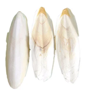 Osso di seppia fly supporter per uccelli 2 kg