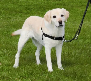 Trixie TX Easy Walk Professional Taglia L/XL per Cani