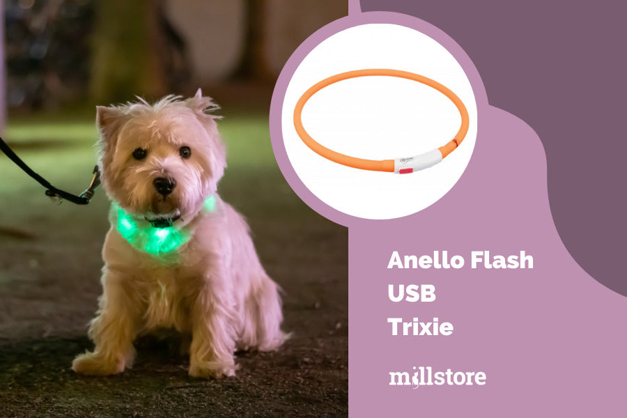 Anello flash usb collare per cani