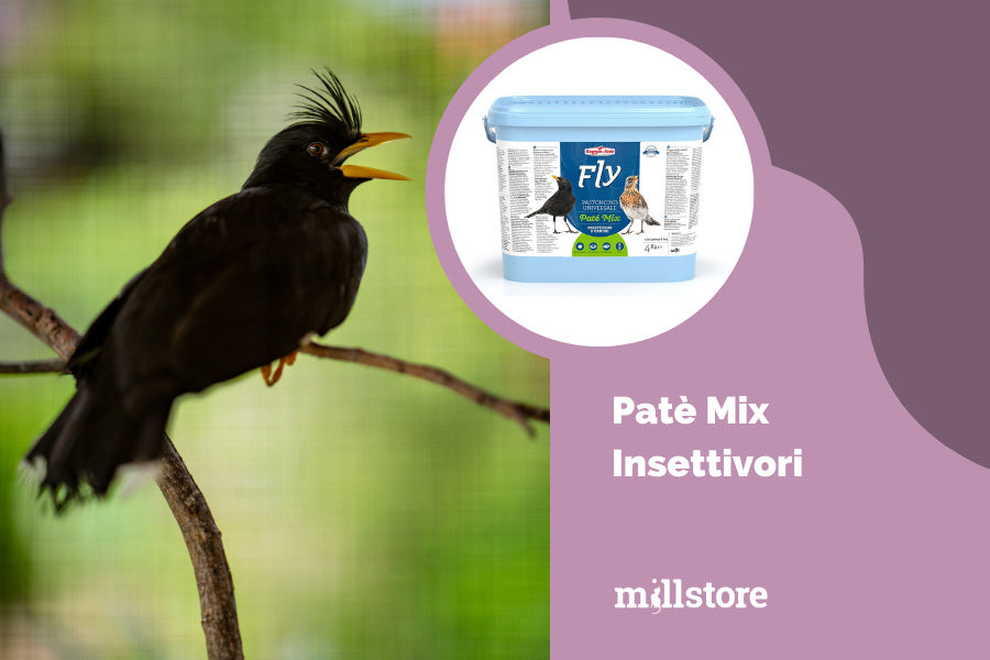 Mangimi per uccelli insettivori