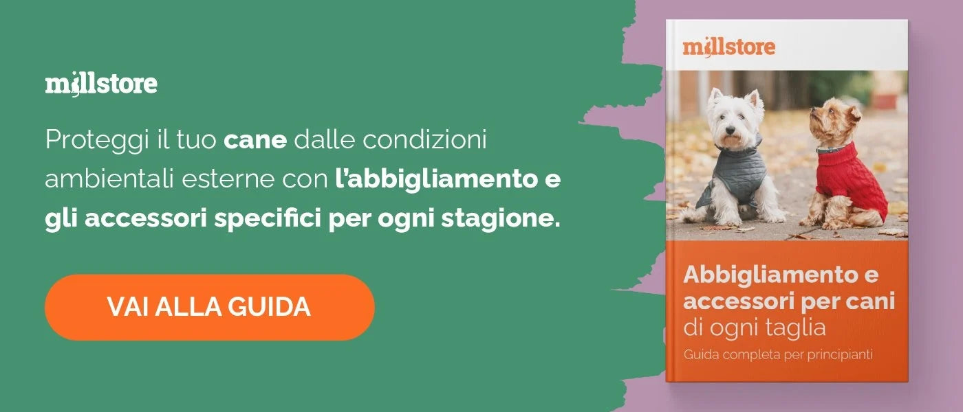 Guida su come scegliere l'abbigliamento per il tuo cane