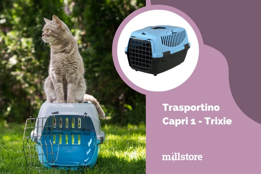Qual è la misura giusta del trasportino per il tuo gatto?