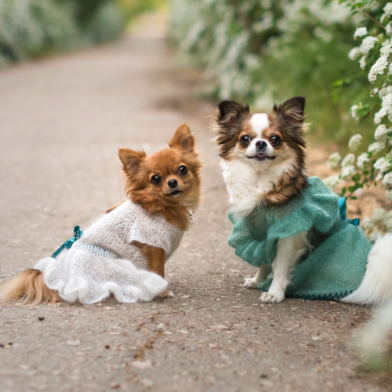 Cagnolini con vestitini